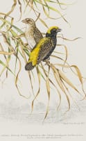 Dick (Richard) Findlay; Golden Bishop Birds; Cape Fly Catchers, two