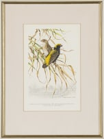 Dick (Richard) Findlay; Golden Bishop Birds; Cape Fly Catchers, two