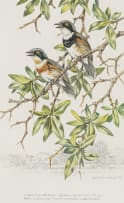 Dick (Richard) Findlay; Golden Bishop Birds; Cape Fly Catchers, two