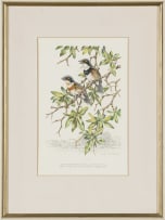 Dick (Richard) Findlay; Golden Bishop Birds; Cape Fly Catchers, two