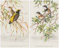 Dick (Richard) Findlay; Golden Bishop Birds; Cape Fly Catchers, two