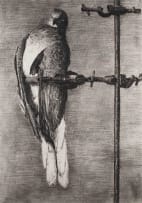 William Kentridge; Bird Catcher