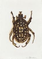 Walter Oltmann; Beetle
