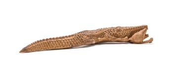 Noria Mabasa; Feeding Crocodile
