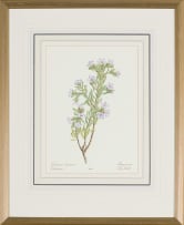 Elbé Joubert Domröse; Lobostemon Fruticosus Lobostemon Boraginaceae