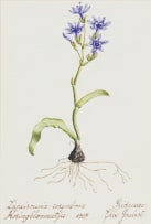 Elbé Joubert Domröse; Lapeirousia corymbosa Koringblommetjie, Iridaceae