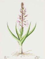 Elbé Joubert Domröse; Disa Nervosa Orchid, Orchidacea