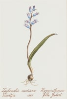 Elbé Joubert Domröse; Lachenalia Mediana Viooltjie, Hyacinthaceae