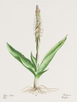 Elbé Joubert Domröse; Satyrium Ocellatum Orchid, Orichidaceae