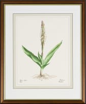 Elbé Joubert Domröse; Satyrium Ocellatum Orchid, Orichidaceae