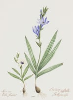 Elbé Joubert Domröse; Iridaceae Babiana Bobbejaantjie: Stricta and Pygmaea