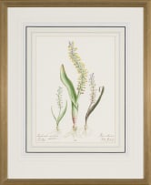 Elbé Joubert Domröse; Lachenalia Mutabilis Fisticlosa Viooltjies, Hyacinthaceae