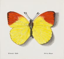Phillip Grieve; Eronia leda (Autumn Leaf Vagrant Butterfly) Artwork