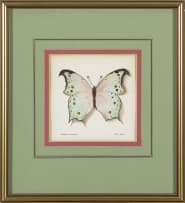 Phillip Grieve; Salamis parhassus (Mother-of-Pearl Butterfly) Artwork