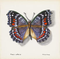 Phillip Grieve; Precis octavis (Gaudy Commodore Butterfly) Artwork