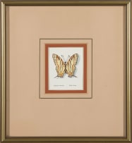 Phillip Grieve; Cyrestis camillus (African Map Butterfly) Artwork