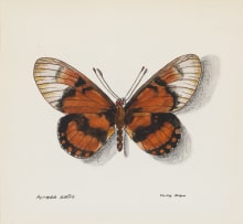 Phillip Grieve; Acraea satis (East Coast Acraea Butterfly) Artwork