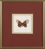 Phillip Grieve; Acraea satis (East Coast Acraea Butterfly) Artwork