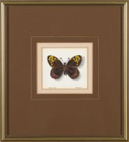 Phillip Grieve; Dira oxylus (Pondoland Widow Butterfly) Artwork