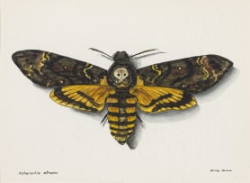 Phillip Grieve; Acherontia atropos (African Death's Head Hawkmoth) Artwork