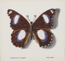 Phillip Grieve; Hypolimnus misippus (Danaid Eggfly Butterfly) Artwork