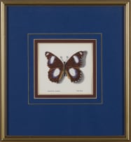 Phillip Grieve; Hypolimnus misippus (Danaid Eggfly Butterfly) Artwork