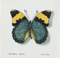 Phillip Grieve; Euphaedra neophron (Gold-Banded Forester Butterfly) Artwork