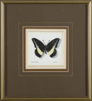 Phillip Grieve; Papilio echeroides (White-banded Swallowtail Butterfly) Artwork