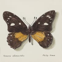 Phillip Grieve; Amauris albimaclatus (Layman Butterfly) Artwork