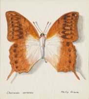 Phillip Grieve; Choraxes voranes (Pearl Emperor Butterfly) Artwork