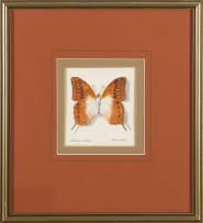 Phillip Grieve; Choraxes voranes (Pearl Emperor Butterfly) Artwork