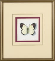 Phillip Grieve; Colotis regina (Queen Purple Tip Butterfly) Artwork