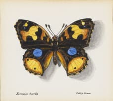 Phillip Grieve; Junonia hierta (Yellow Pansy Butterfly) Artwork