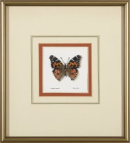 Phillip Grieve; Vanessa cardui (Painted Lady Butterfly) Artwork