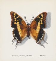 Phillip Grieve; Charaxes guderiana guderiana (Blue-Spangled Emperor Butterfly) Artwork