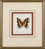 Phillip Grieve; Charaxes guderiana guderiana (Blue-Spangled Emperor Butterfly) Artwork