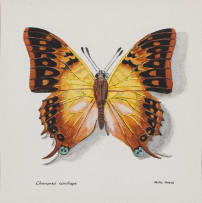 Phillip Grieve; Charaxes candiope (Green-Veined Emperor Butterfly) Artwork
