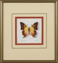 Phillip Grieve; Charaxes candiope (Green-Veined Emperor Butterfly) Artwork