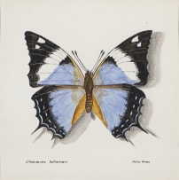 Phillip Grieve; Charaxes bohemani (Large Blue Emperor Butterfly) Artwork