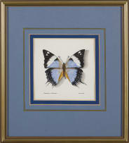 Phillip Grieve; Charaxes bohemani (Large Blue Emperor Butterfly) Artwork