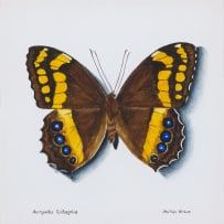 Phillip Grieve; Aeropetes tulbaghia (Table Mountain Beauty Butterfly) Artwork