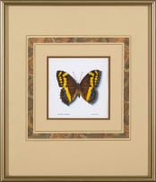 Phillip Grieve; Aeropetes tulbaghia (Table Mountain Beauty Butterfly) Artwork