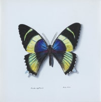 Phillip Grieve; Alcides agathyrus (Day-Flying Moth) Artwork