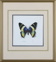 Phillip Grieve; Alcides agathyrus (Day-Flying Moth) Artwork