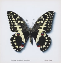 Phillip Grieve; Princeps demodocus demodocus (Citrus Swallowtail Butterfly) Artwork