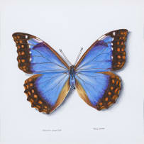 Phillip Grieve; Morpho anaxibia butterfly Artwork
