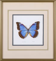 Phillip Grieve; Morpho anaxibia butterfly Artwork