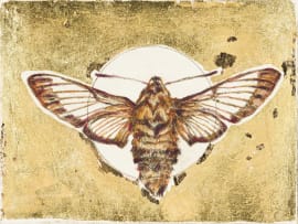 Anna Alcock; Ghost of a Bee Hawk