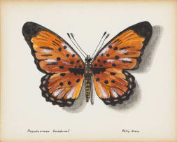 Phillip Grieve; Pseudaeraea boisduvali (Boisduval's False Acraea Butterfly) Artwork