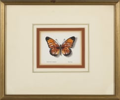 Phillip Grieve; Pseudaeraea boisduvali (Boisduval's False Acraea Butterfly) Artwork